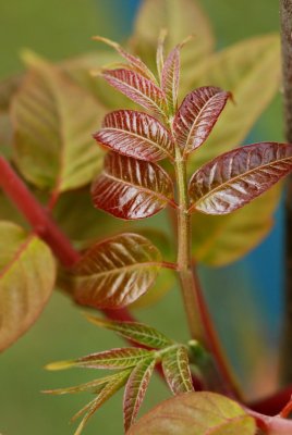 Cedrela sinensis - česnekovník čínský - list